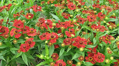 Helenium 'Potter's Wheel' P9 - afbeelding 1