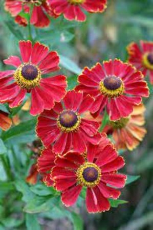 Helenium 'Potter's Wheel' P9 - afbeelding 2