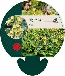 Digitalis lutea P9 - afbeelding 2