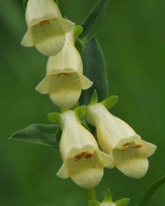 Digitalis lutea P9 - afbeelding 4