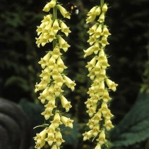 Digitalis lutea P9 - afbeelding 3