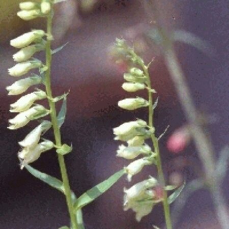 Digitalis lutea P9 - afbeelding 5