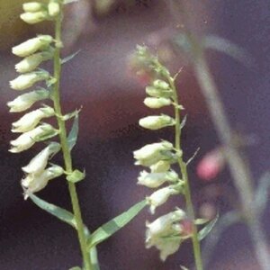 Digitalis lutea P9 - afbeelding 5