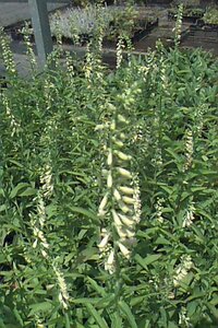 Digitalis lutea P9 - afbeelding 1