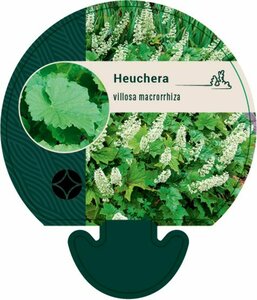 Heuchera villosa macrorrhiza P9