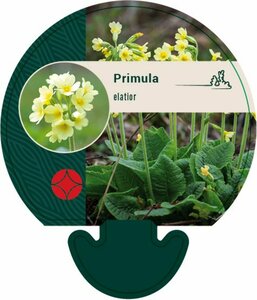 Primula elatior P9 - afbeelding 2