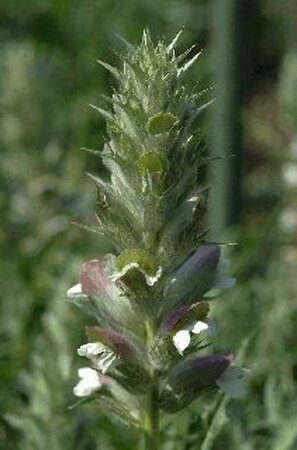 Acanthus spinosus P9 - afbeelding 2