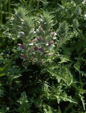 Acanthus spinosus P9 - afbeelding 3