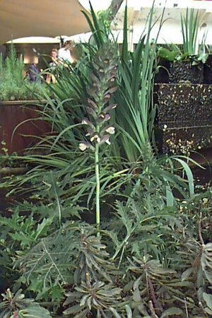 Acanthus spinosus P9 - afbeelding 1