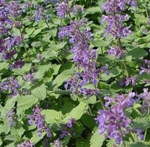 Nepeta racemosa 'Superba' P9