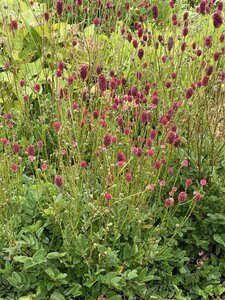 Sanguisorba 'Proud Mary' P9