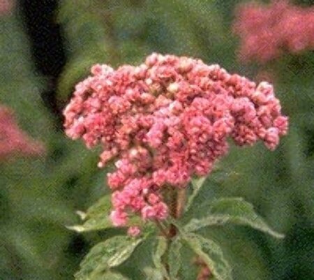 Eupatorium cannabinum 'Plenum' P9 - afbeelding 2