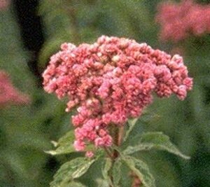 Eupatorium cannabinum 'Plenum' P9 - afbeelding 2