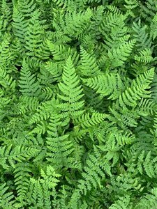 Polystichum braunii P9 - afbeelding 1