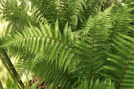 Polystichum braunii P9 - afbeelding 2