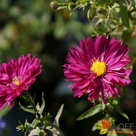 Aster novae-belgii 'Crimson Brocade' P9 - afbeelding 1