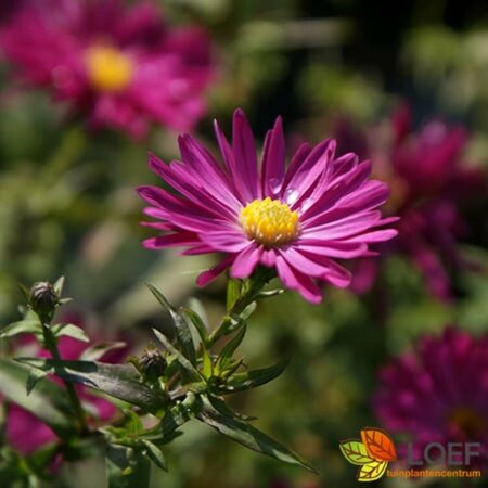 Aster novae-belgii 'Crimson Brocade' P9 - afbeelding 2