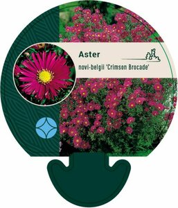 Aster novae-belgii 'Crimson Brocade' P9 - afbeelding 3