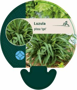 Luzula pilosa 'Igel' P9 - afbeelding 3