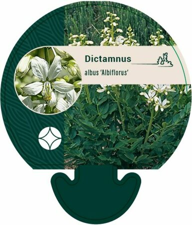 Dictamnus albus 'Albiflorus' P9 - afbeelding 1