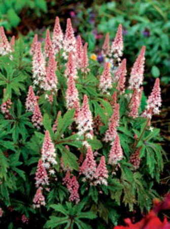 Tiarella 'Pink Skyrocket' P9 - afbeelding 1