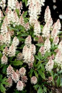 Tiarella 'Pink Skyrocket' P9 - afbeelding 2