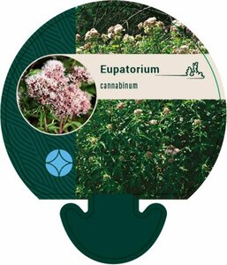 Eupatorium cannabinum P9 - afbeelding 1