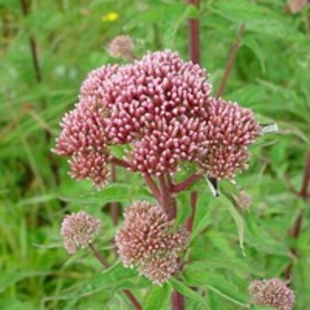 Eupatorium cannabinum P9 - afbeelding 2