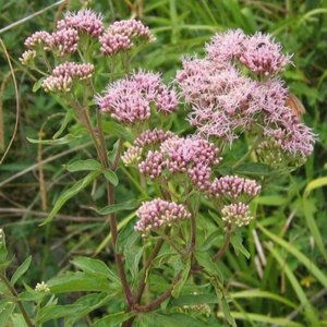 Eupatorium cannabinum P9 - afbeelding 3