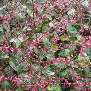 Persicaria filiformis P9 - afbeelding 1