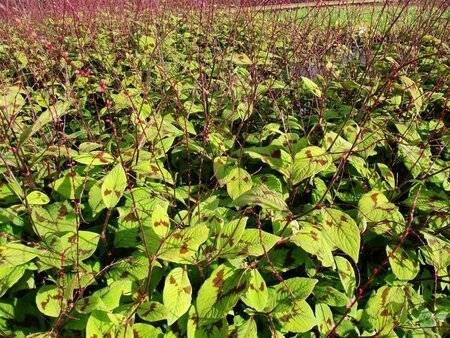 Persicaria filiformis P9 - afbeelding 2