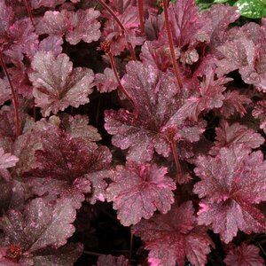 Heuchera 'Midnight Rose' P9 - afbeelding 1