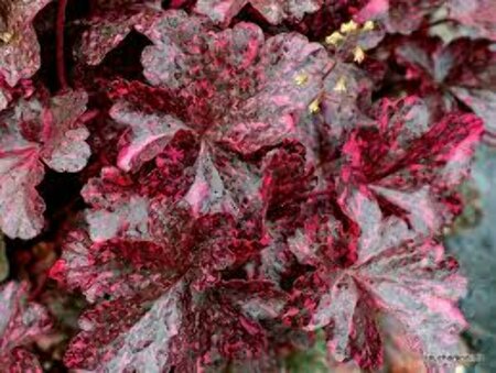 Heuchera 'Midnight Rose' P9 - afbeelding 2