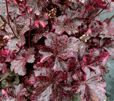 Heuchera 'Midnight Rose' P9 - afbeelding 3