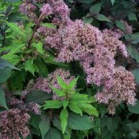 Eupatorium mac. 'Purple Bush' P9 - afbeelding 2