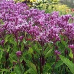 Eupatorium mac. 'Purple Bush' P9 - afbeelding 3