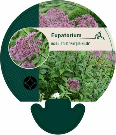 Eupatorium mac. 'Purple Bush' P9 - afbeelding 1