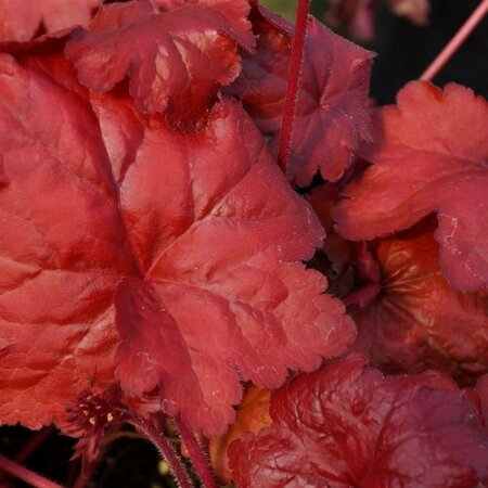 Heuchera 'Fire Alarm' P9 - afbeelding 1