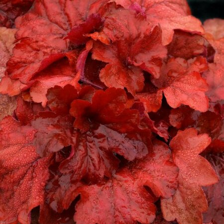 Heuchera 'Fire Alarm' P9 - afbeelding 2