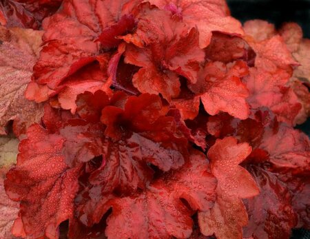 Heuchera 'Fire Alarm' P9 - afbeelding 3