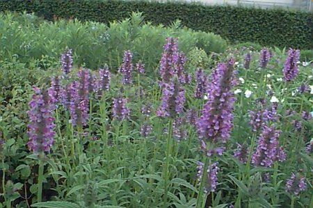 Nepeta nervosa P9 - afbeelding 1