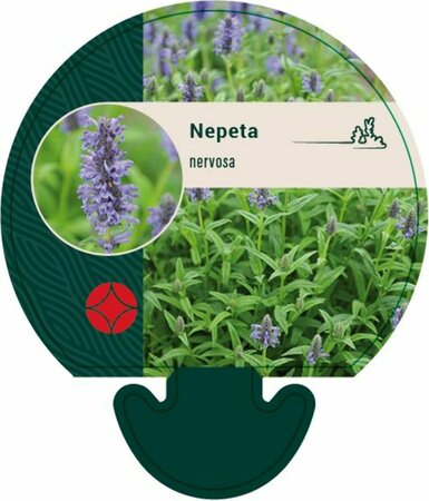 Nepeta nervosa P9 - afbeelding 2