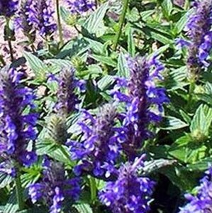 Nepeta nervosa P9 - afbeelding 4