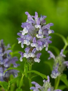 Nepeta nervosa P9 - afbeelding 5