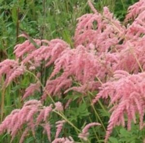 Astilbe 'Straussenfeder' P9 - afbeelding 2