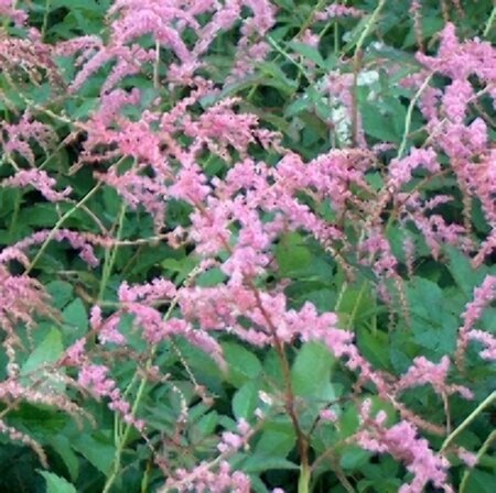 Astilbe 'Straussenfeder' P9 - afbeelding 3