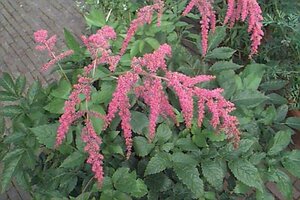 Astilbe 'Straussenfeder' P9 - afbeelding 1