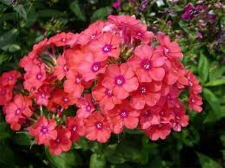 Phlox (P) 'Spitfire' P9 - afbeelding 1