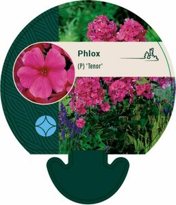 Phlox paniculata 'Tenor' P9 - afbeelding 5