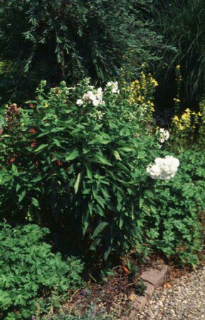 Phlox paniculata 'Tenor' P9 - afbeelding 1